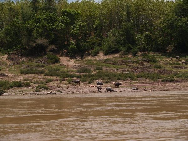 メコン川の水牛
